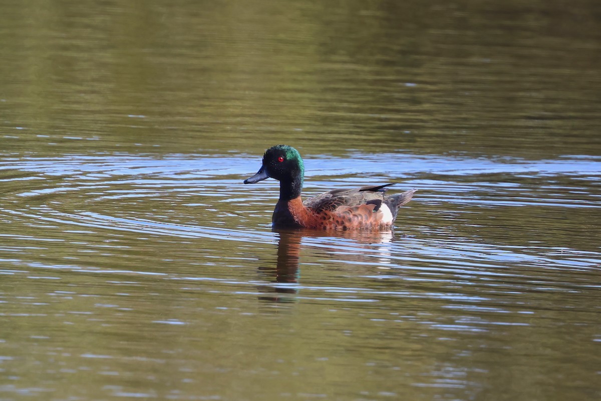 Chestnut Teal - ML643777402