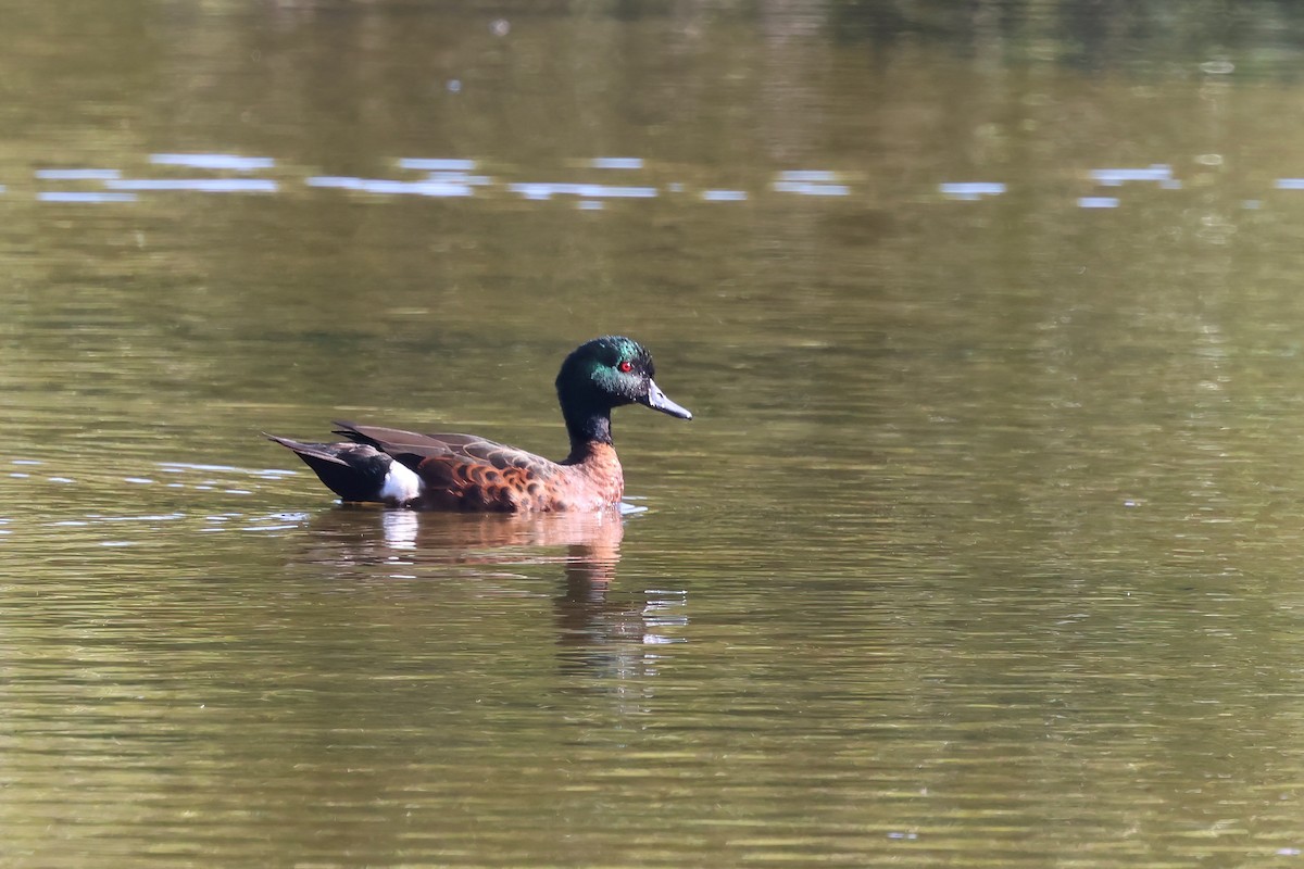 Chestnut Teal - ML643777403