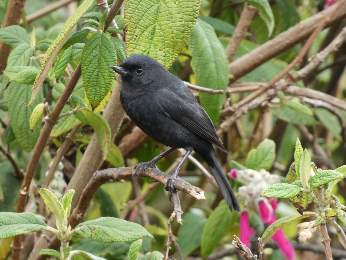 Black Flowerpiercer - ML643777404