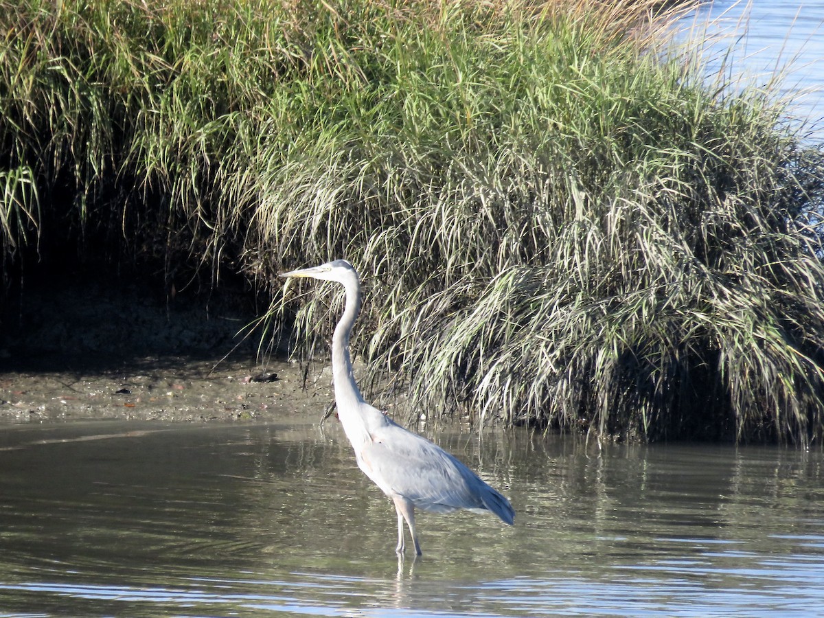 Great Blue Heron - ML643777406