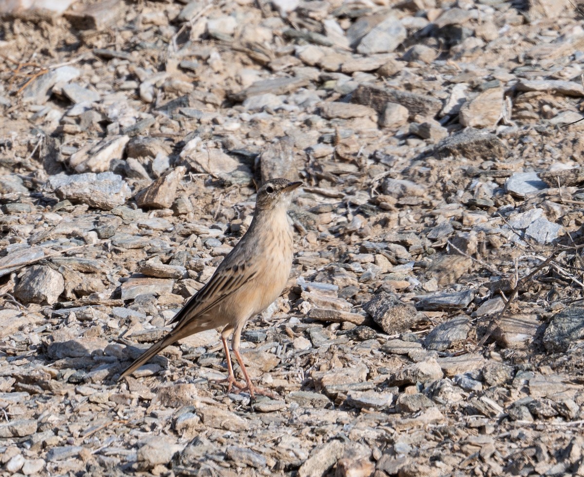 Long-billed Pipit - ML643777407