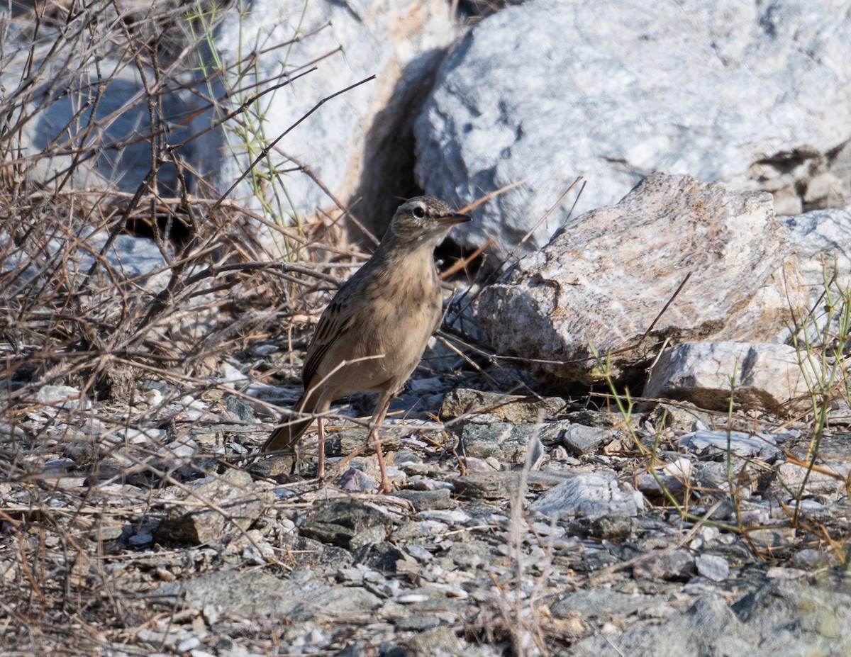 Long-billed Pipit - ML643777408