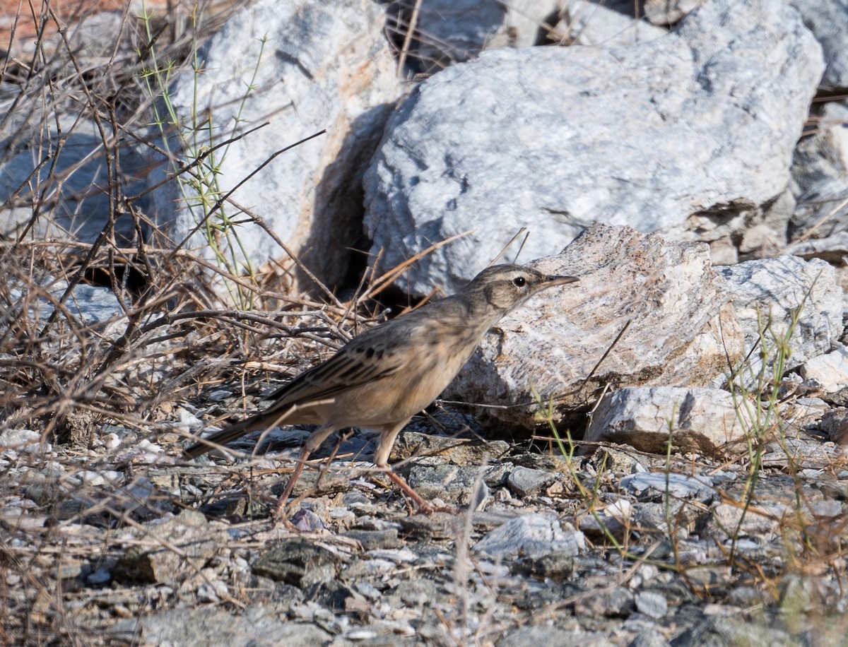 Long-billed Pipit - ML643777409