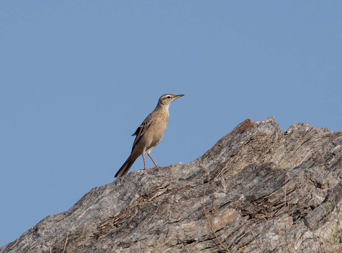 Long-billed Pipit - ML643777410