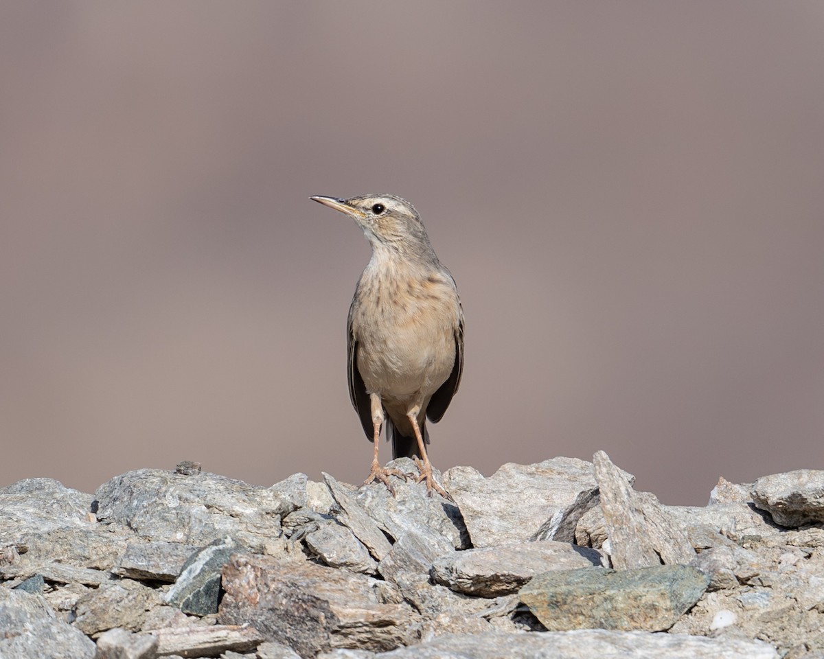 Long-billed Pipit - ML643777411