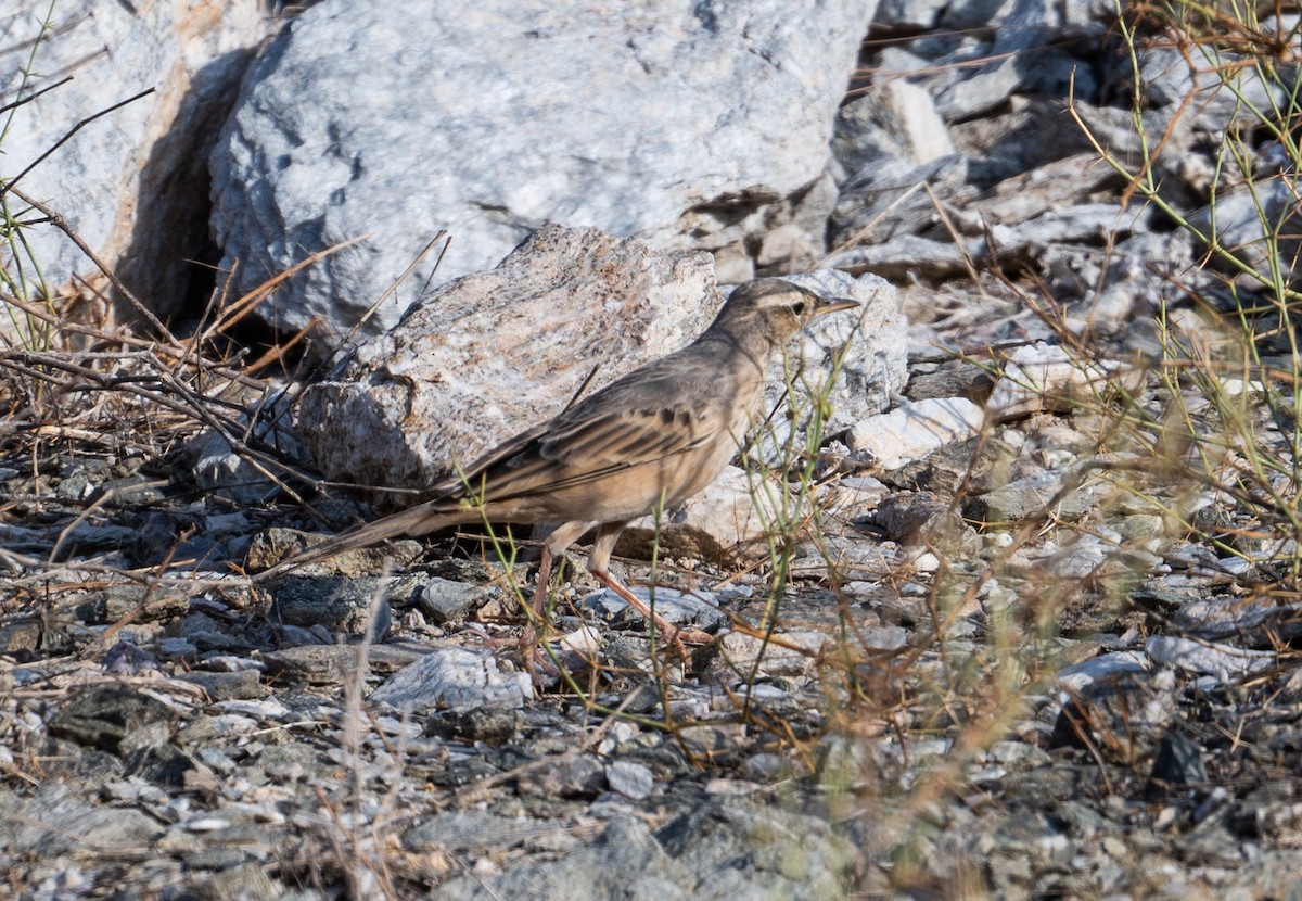 Long-billed Pipit - ML643777412