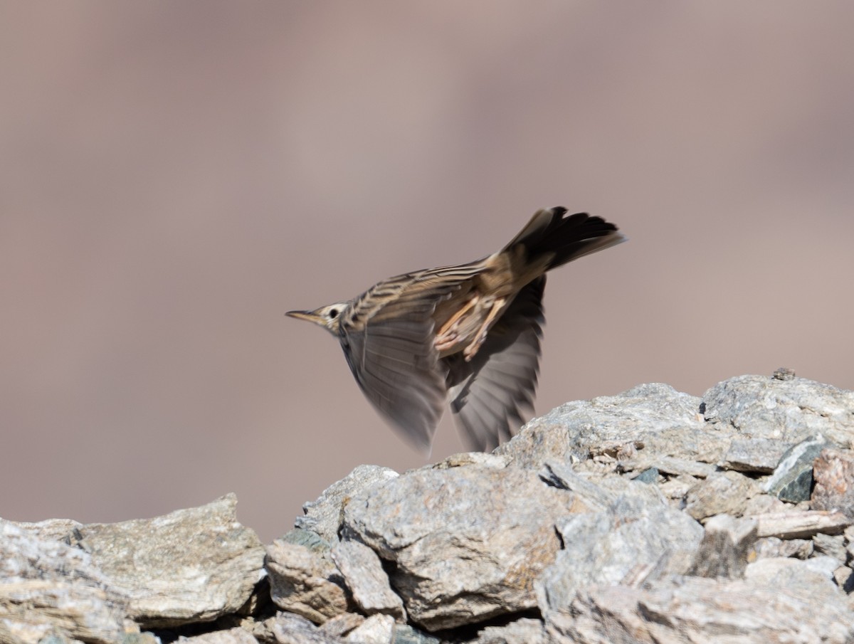 Long-billed Pipit - ML643777413