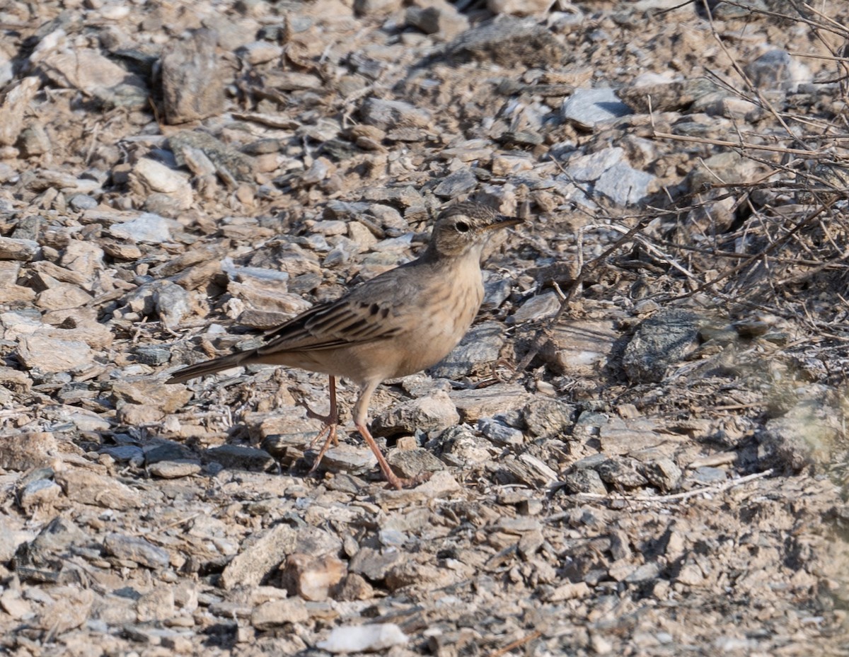 Long-billed Pipit - ML643777414
