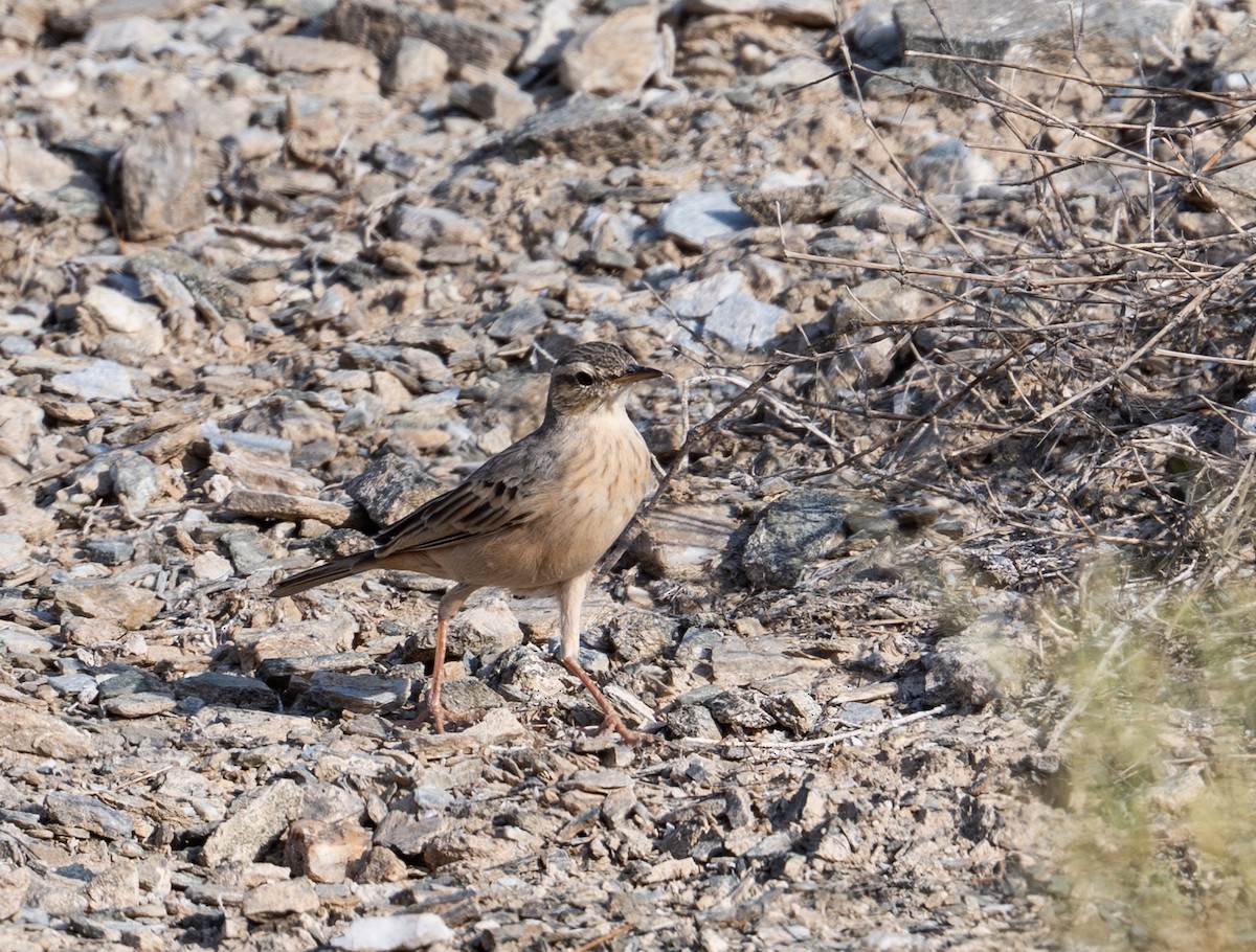 Long-billed Pipit - ML643777415