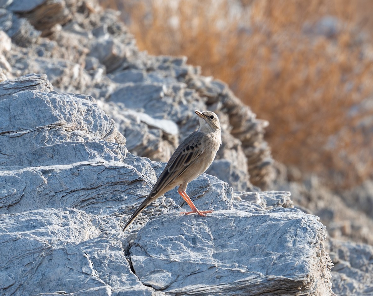 Long-billed Pipit - ML643777416