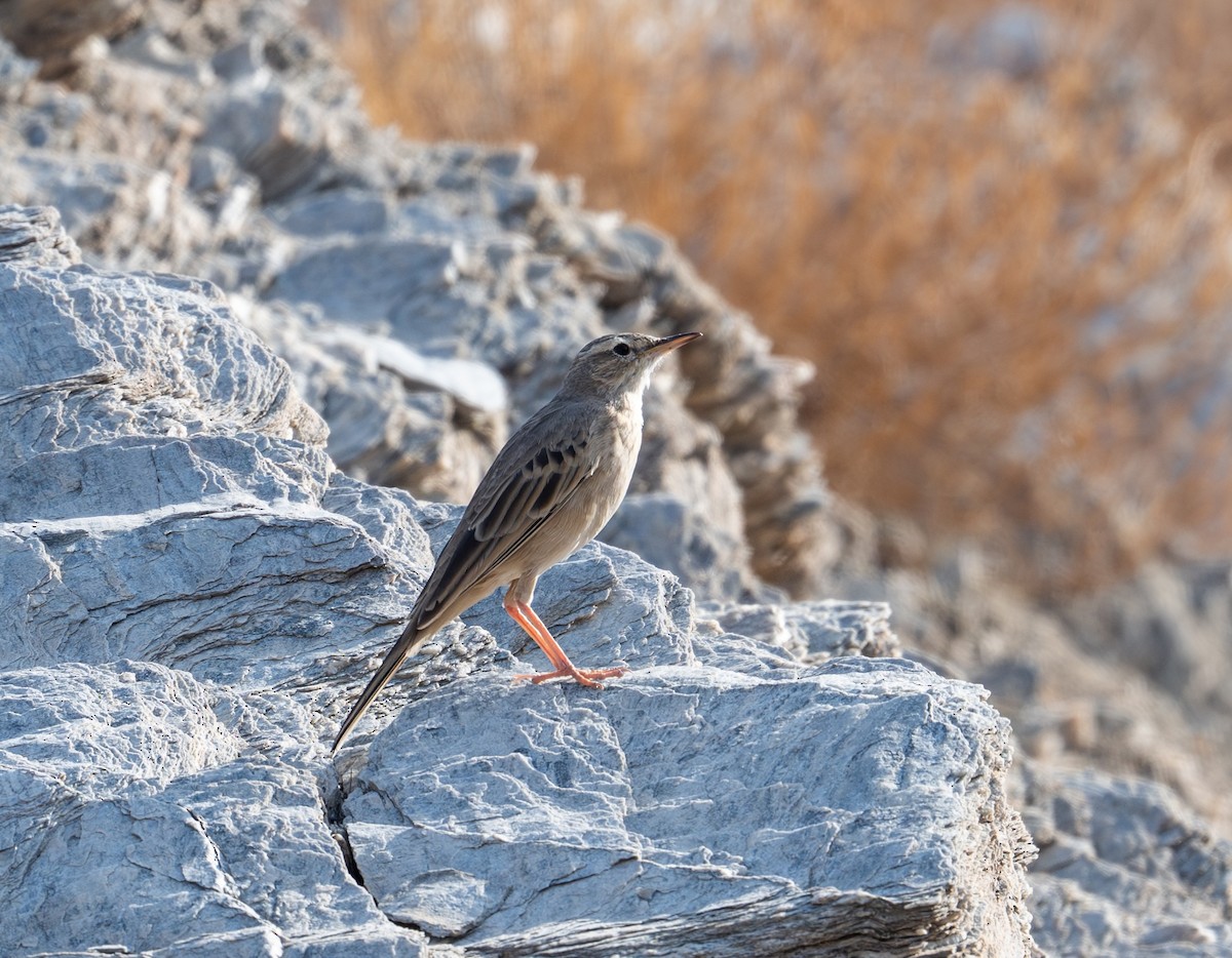Long-billed Pipit - ML643777417