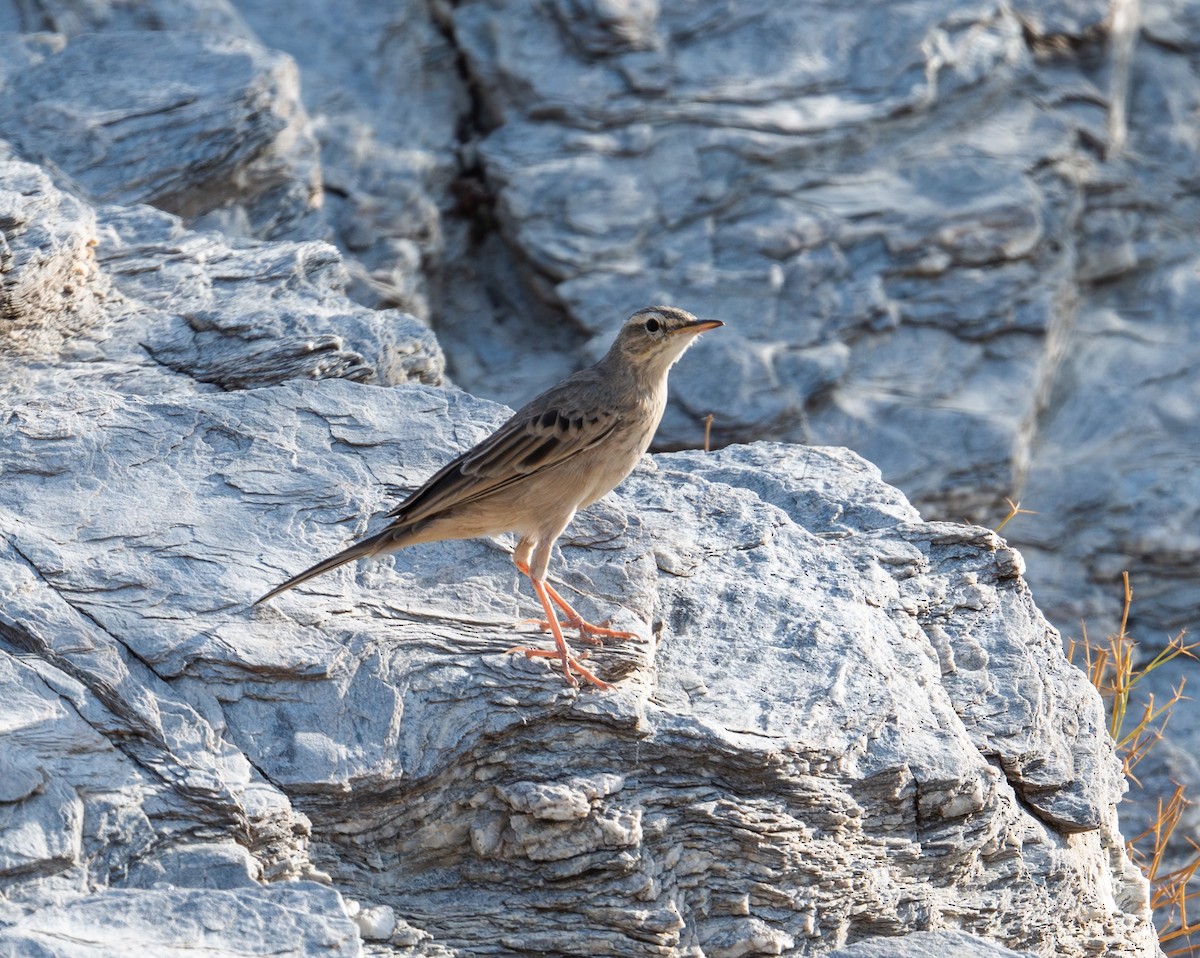 Long-billed Pipit - ML643777418