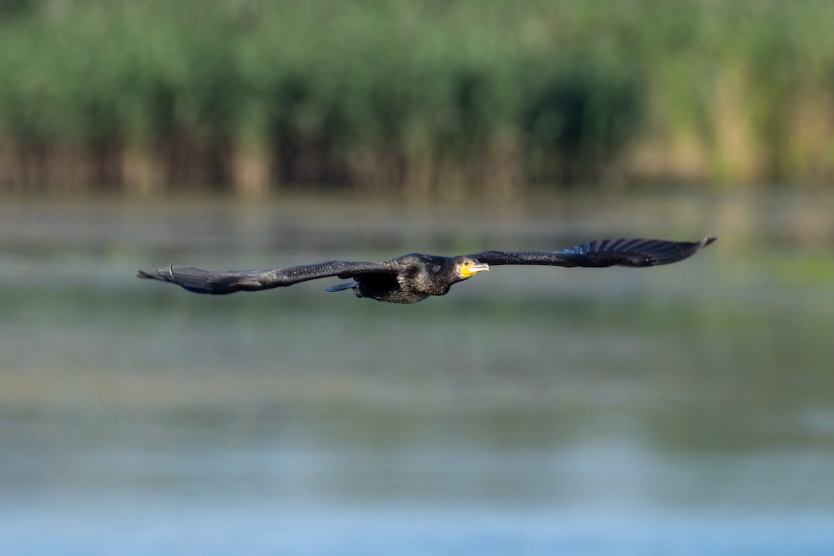 Great Cormorant - ML643777426
