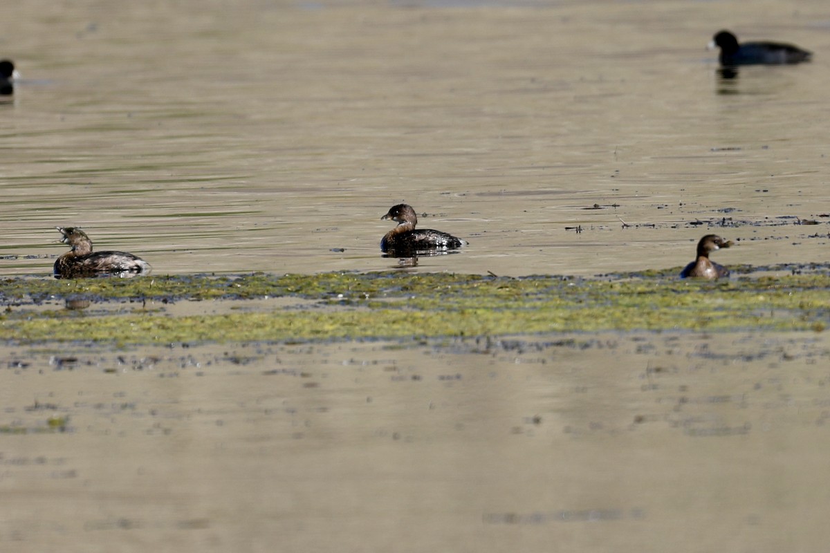 Pied-billed Grebe - ML643777429
