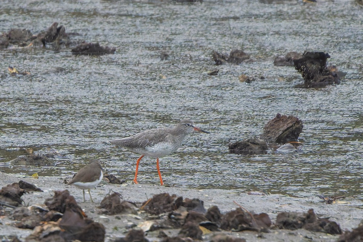 Common Redshank - ML643777434