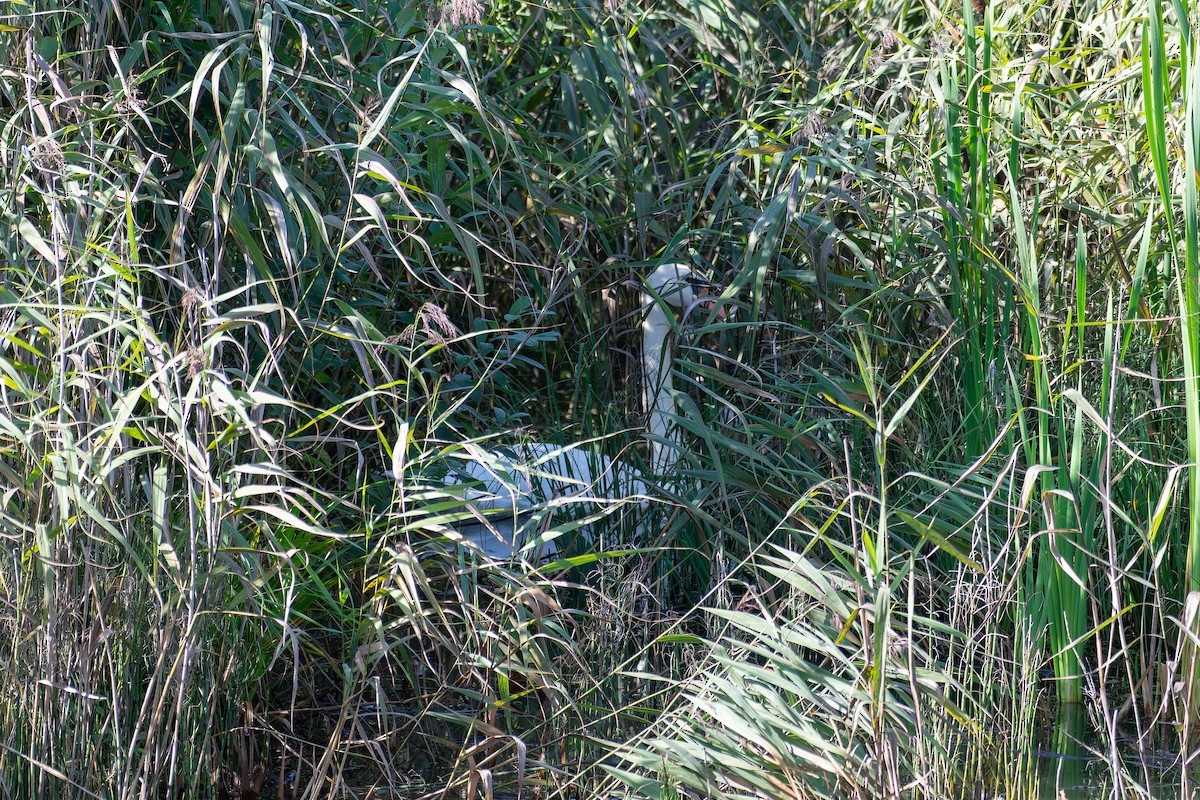 Mute Swan - ML643777439