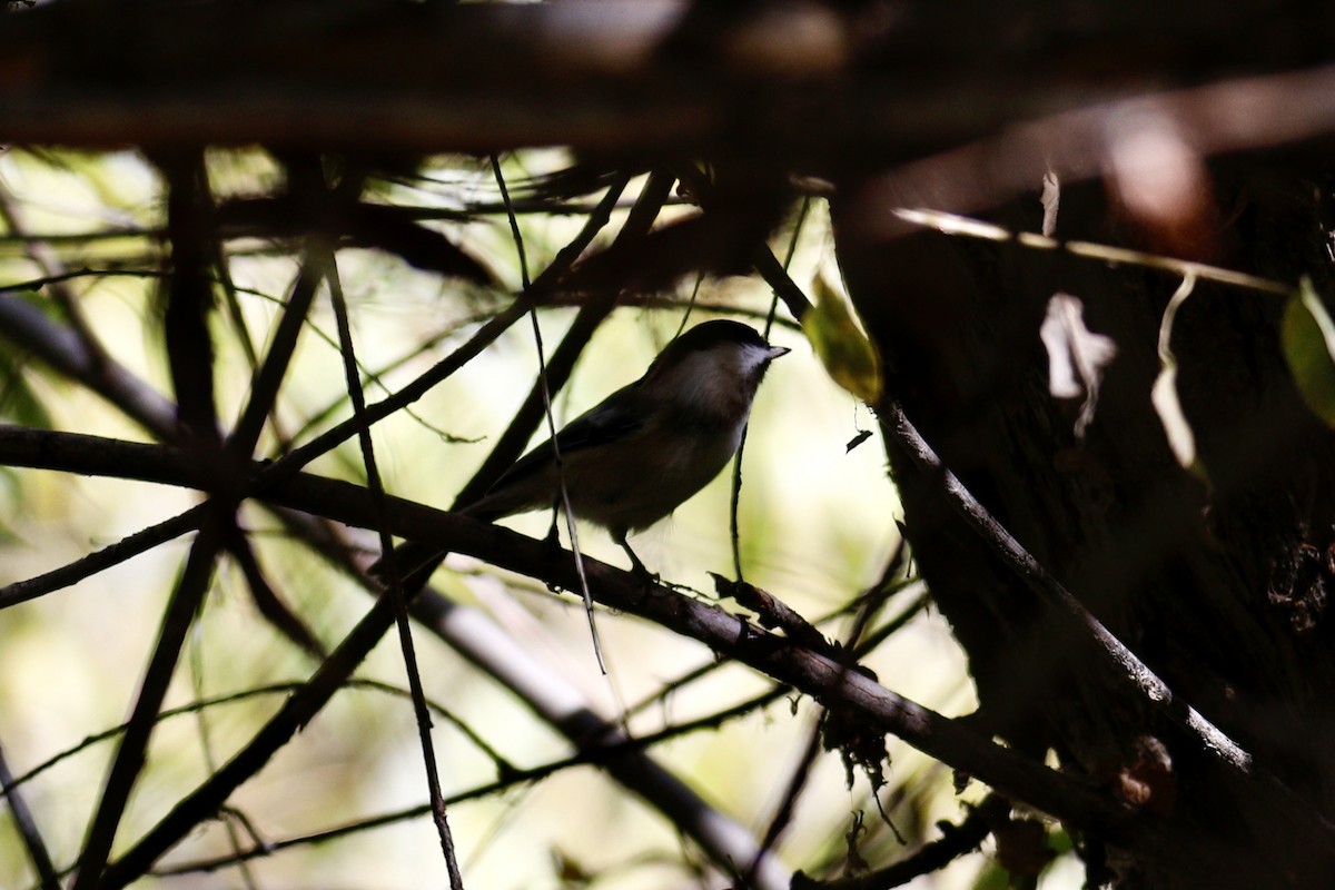 Ruby-crowned Kinglet - ML643777442