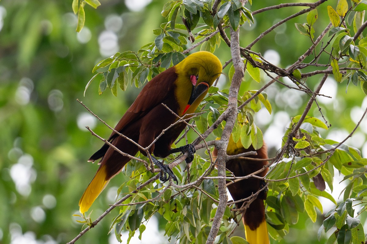 Olive Oropendola - ML643777446