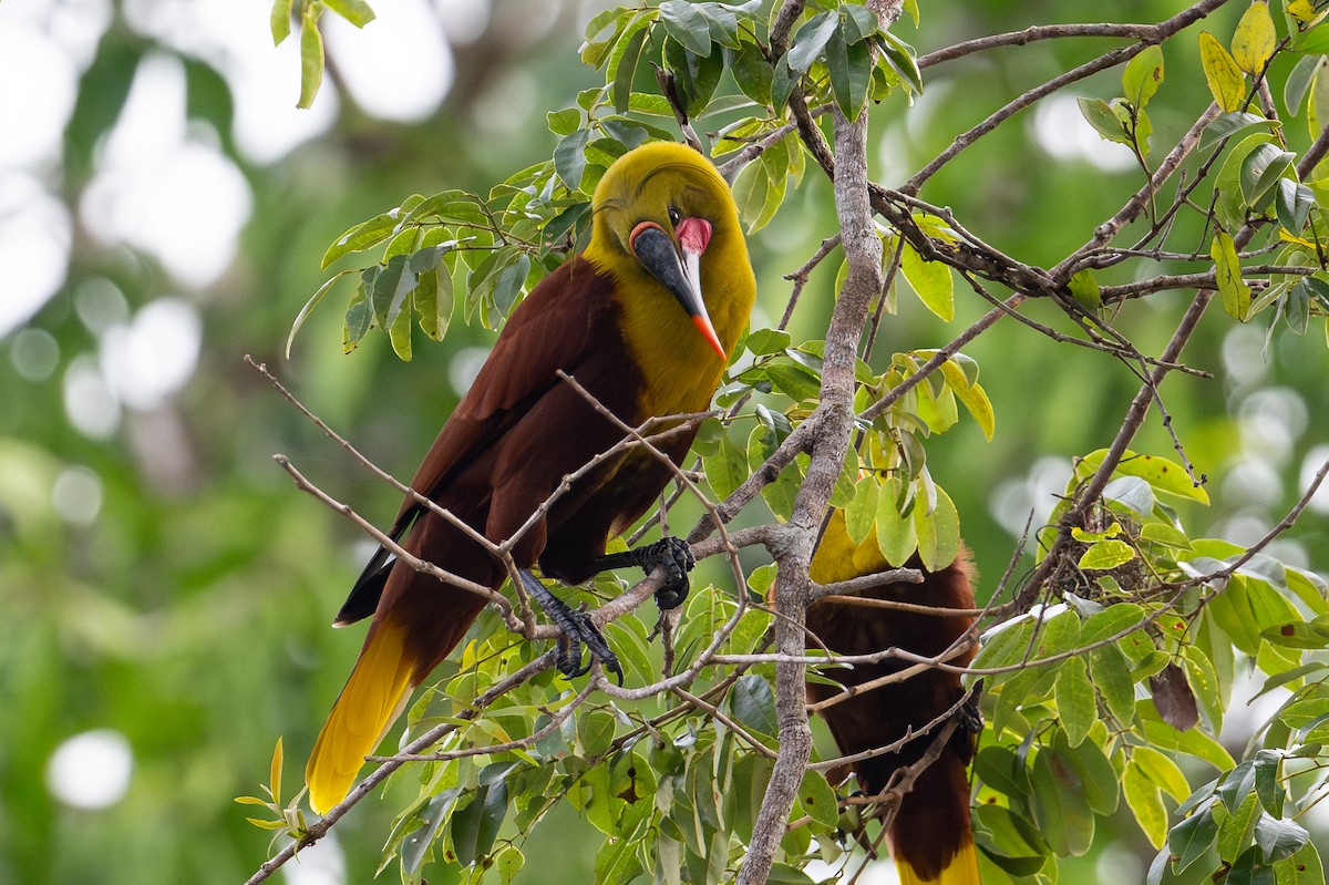Olive Oropendola - ML643777447