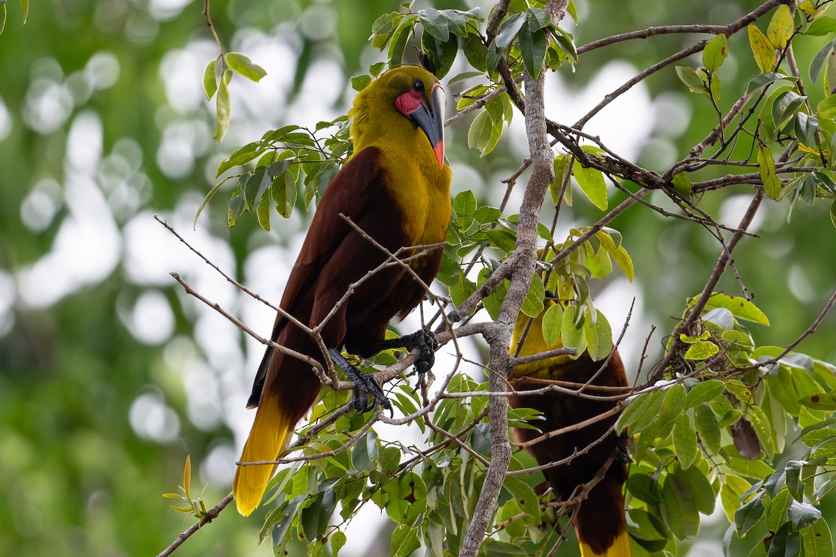 Olive Oropendola - ML643777448
