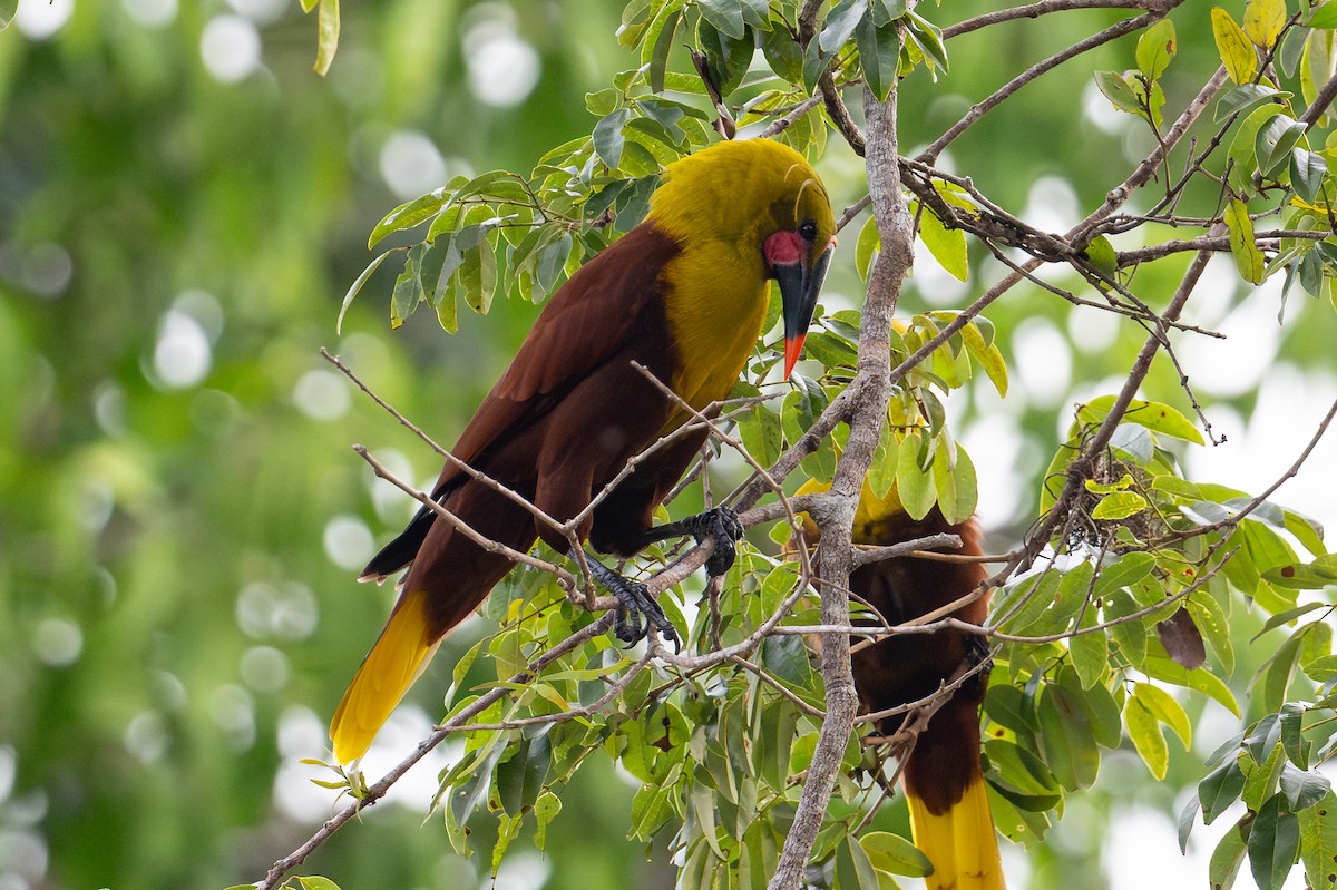 Olive Oropendola - ML643777449