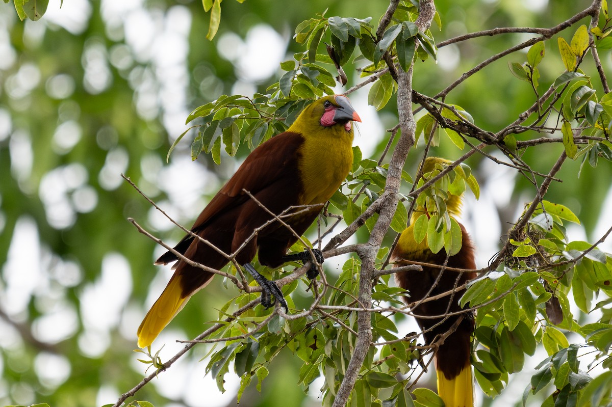 Olive Oropendola - ML643777450