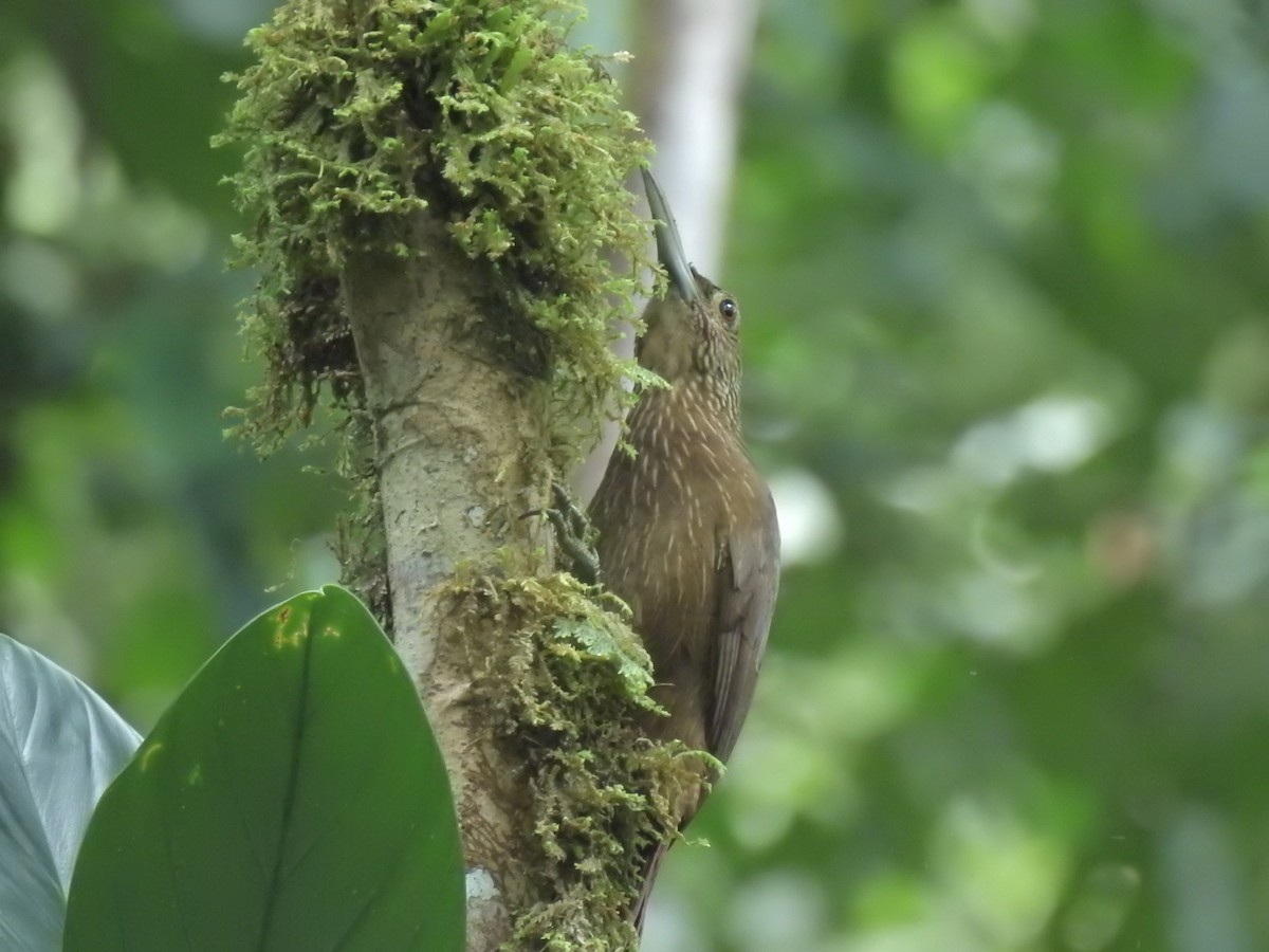 Ocellated Woodcreeper - ML643777453