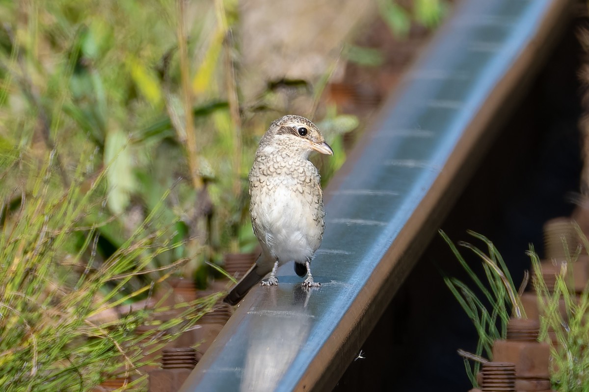 Red-backed Shrike - ML643777467