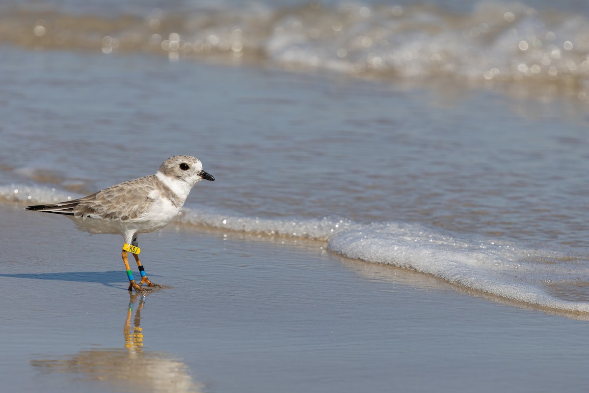 Piping Plover - ML643777469