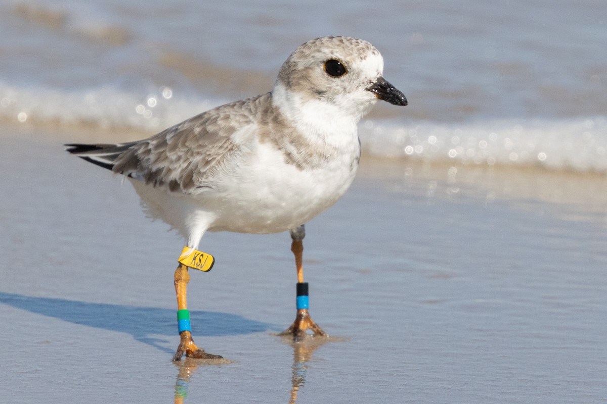 Piping Plover - ML643777470