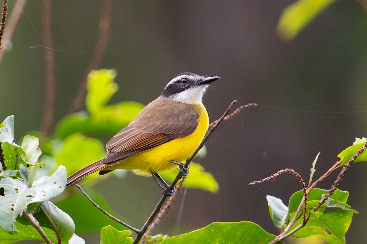 Lesser Kiskadee - ML643777471