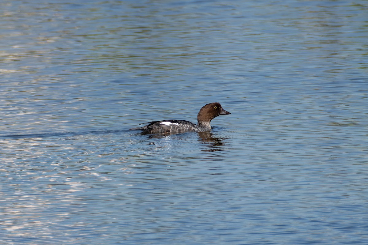 Common Goldeneye - ML643777485