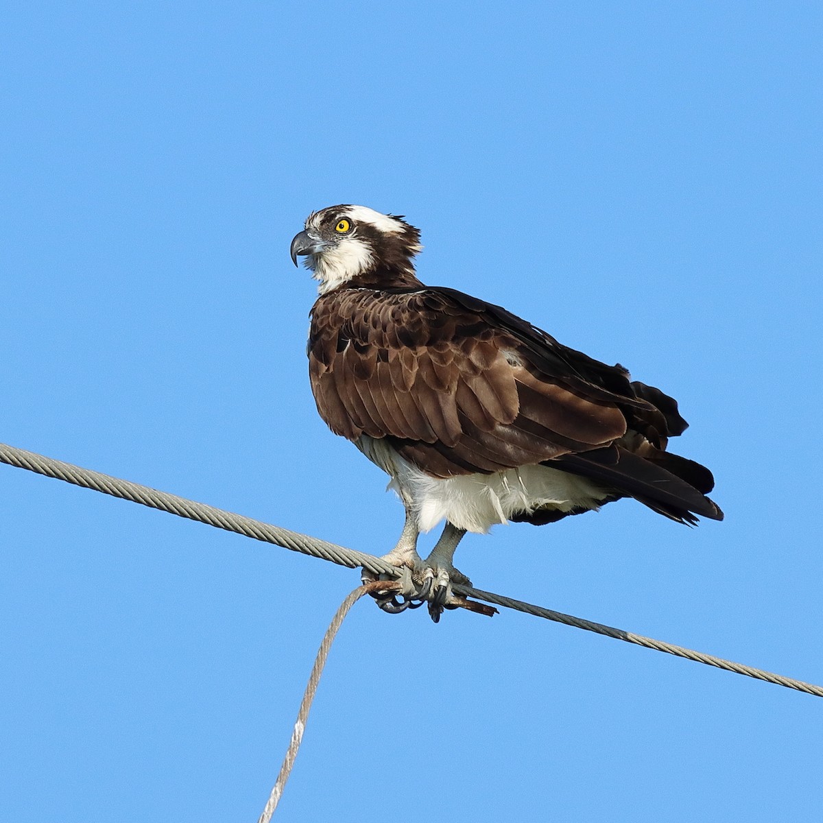 Osprey - ML643777491