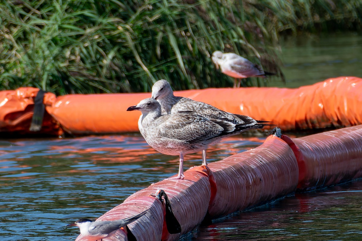 European Herring Gull - ML643777493