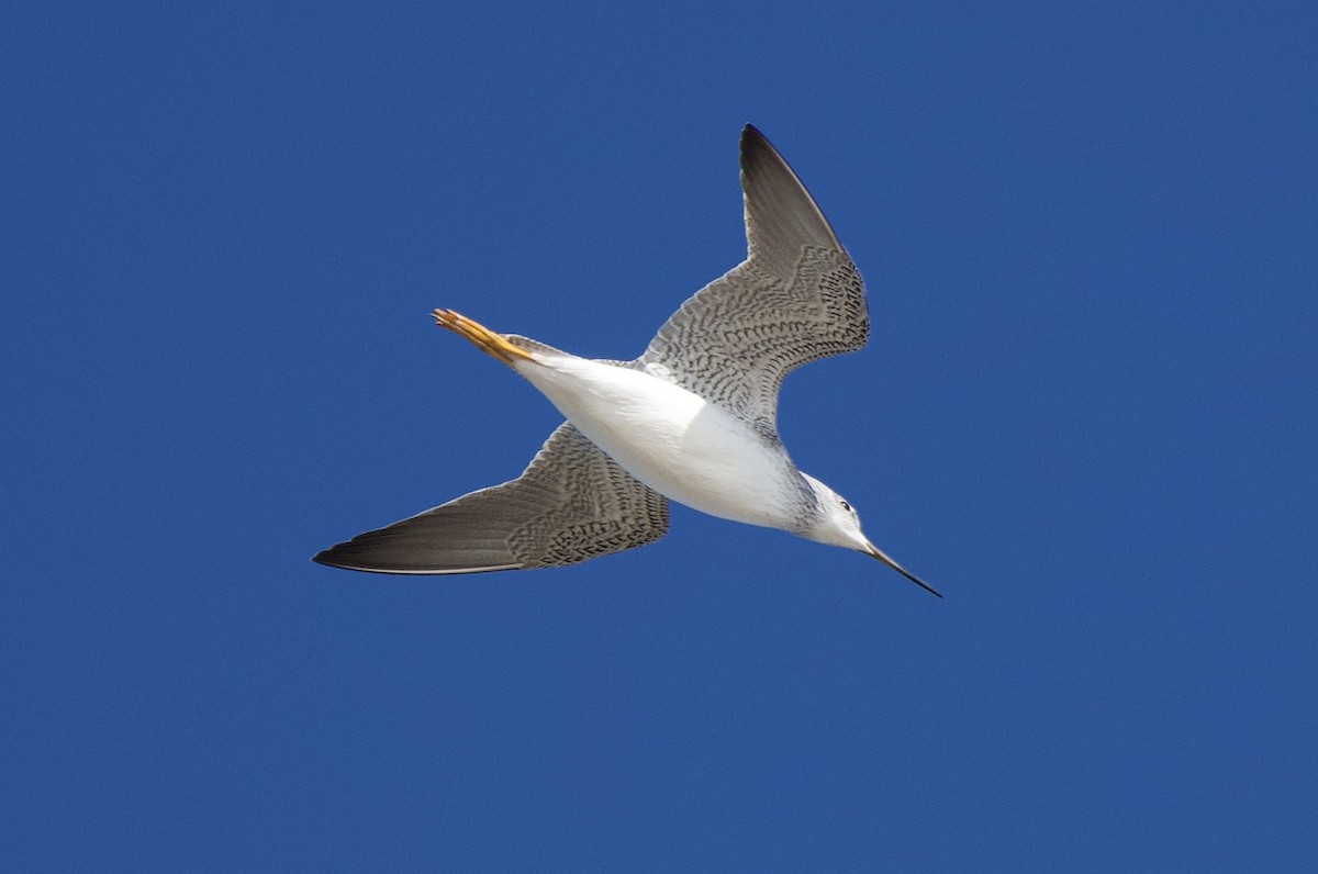 Greater Yellowlegs - ML643777494