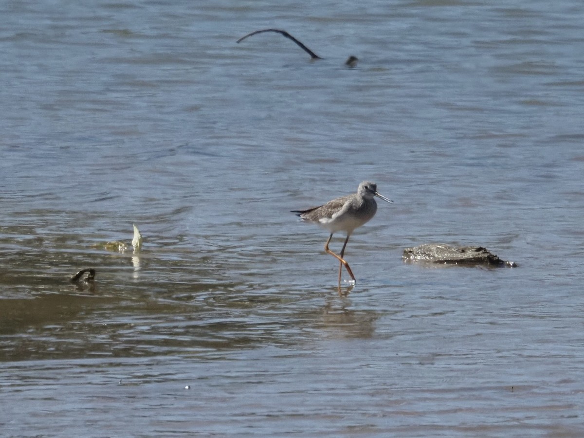 Greater Yellowlegs - ML643777496