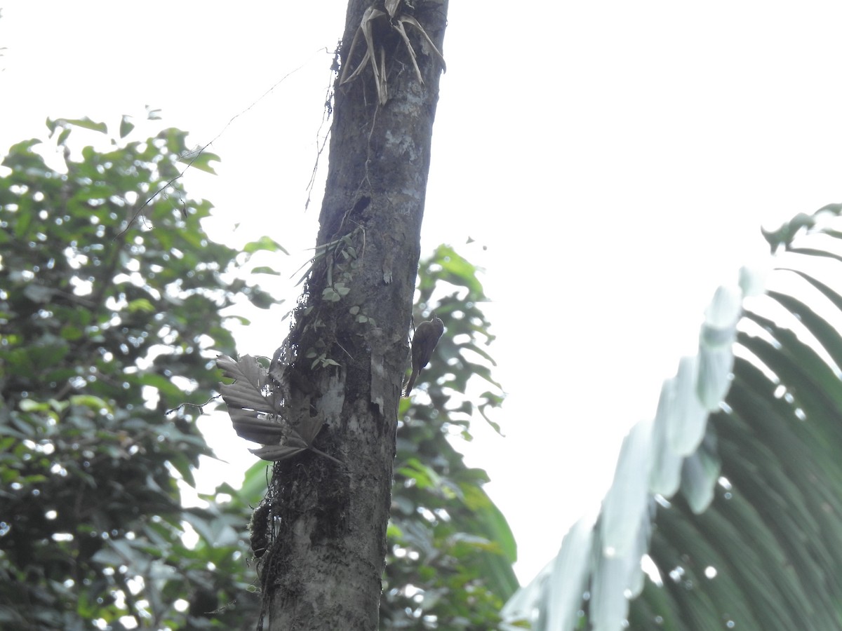 Wedge-billed Woodcreeper - ML643777497