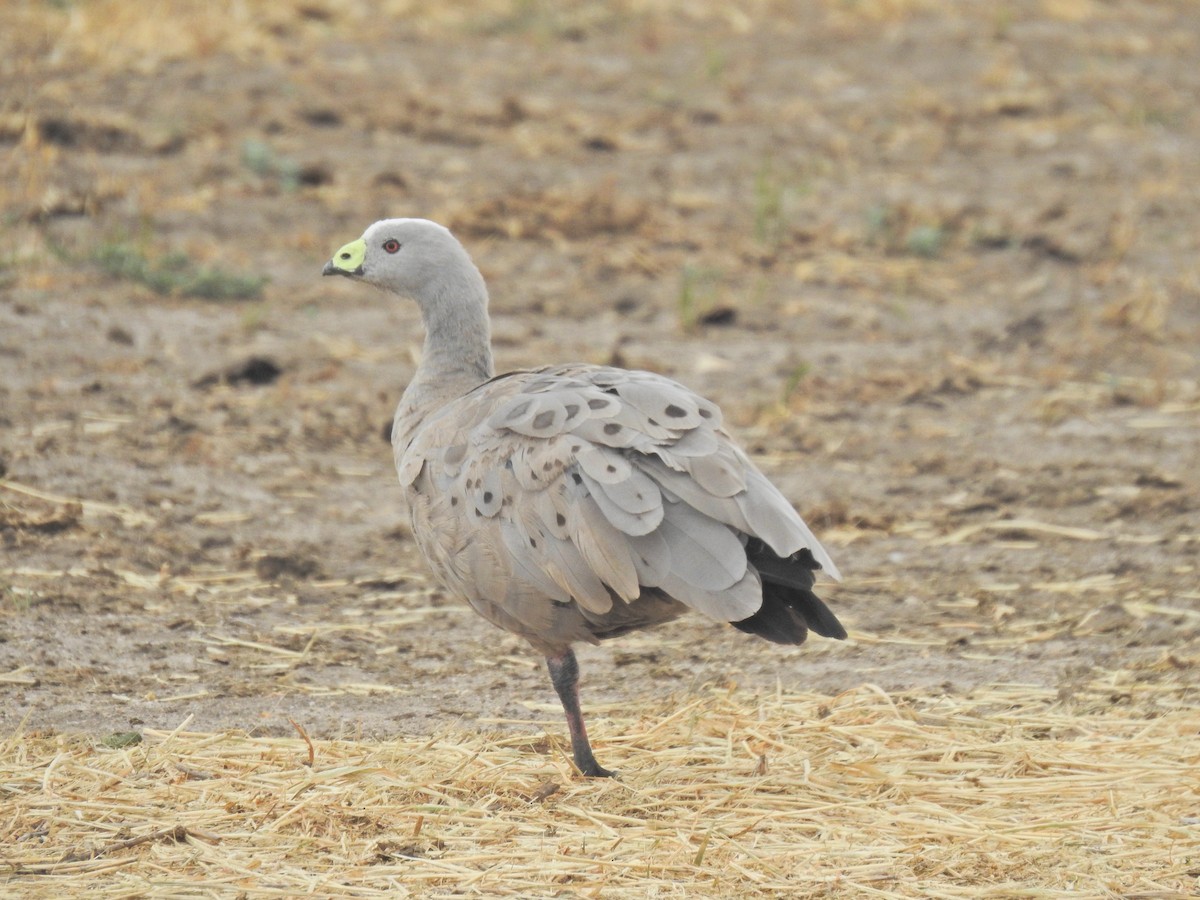Cape Barren Goose - ML643777498