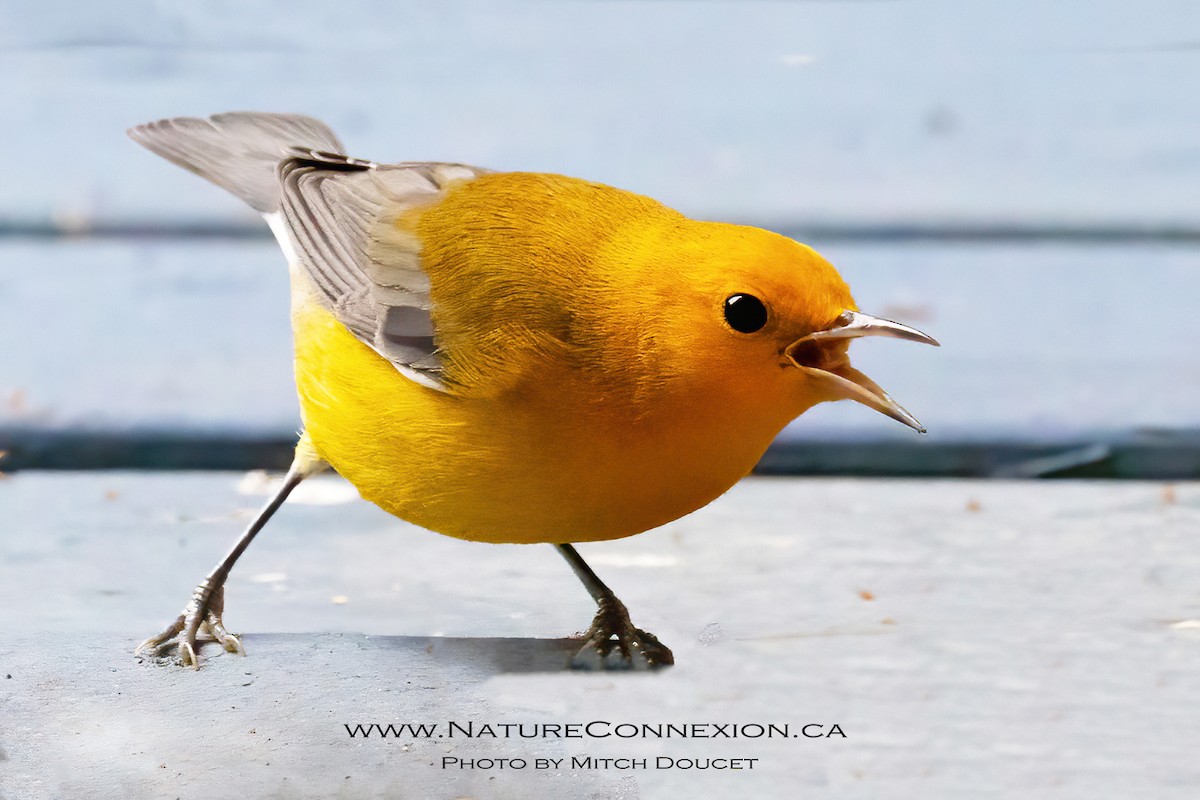 Prothonotary Warbler - ML643777499