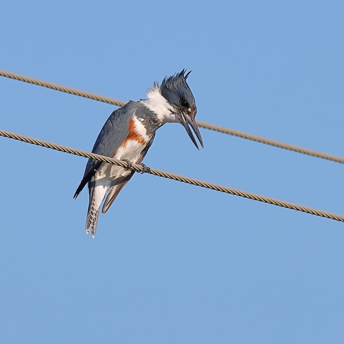 Belted Kingfisher - ML643777501