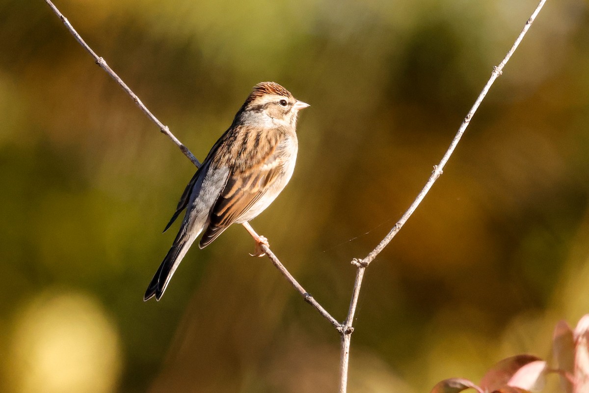 Chipping Sparrow - ML643777502