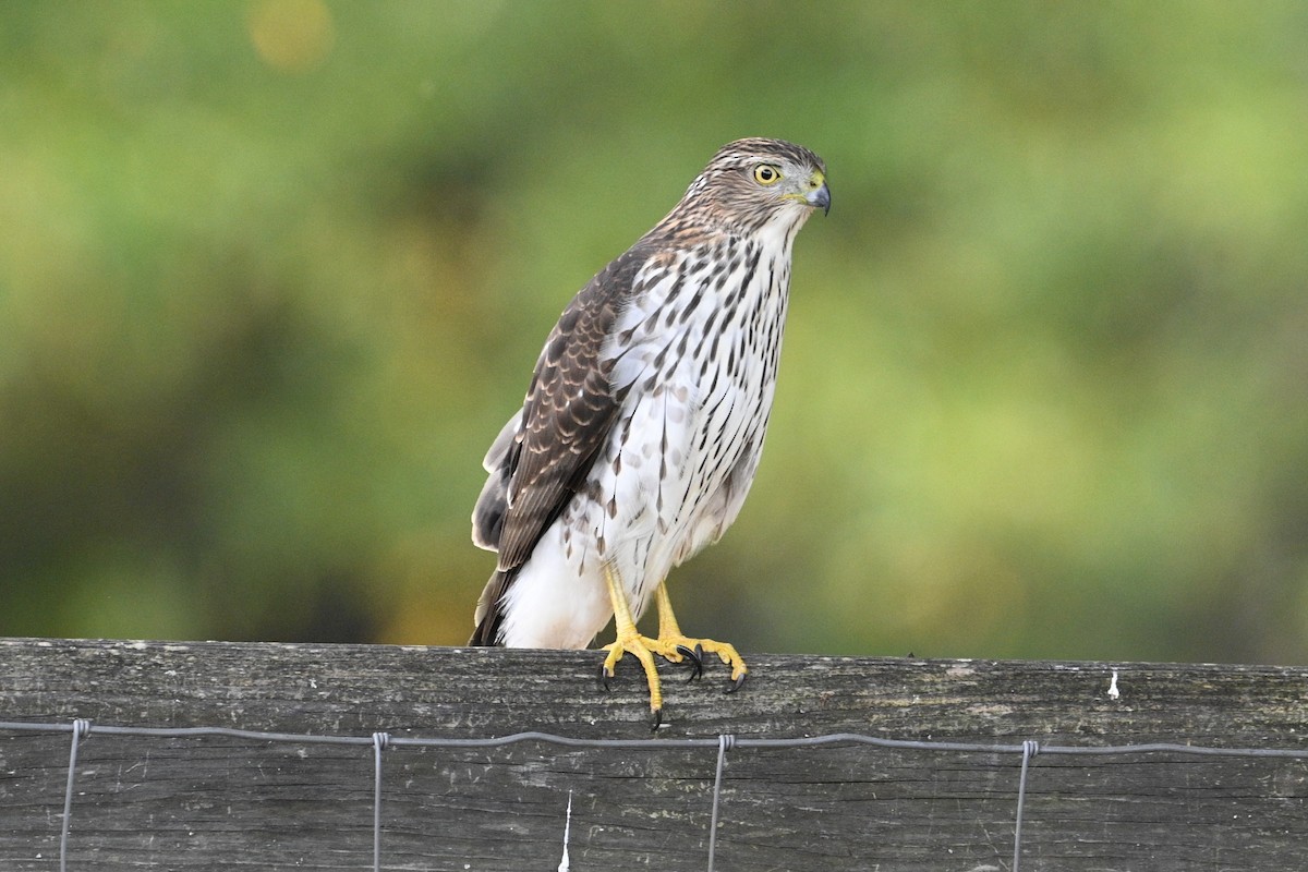 Cooper's Hawk - ML643777503