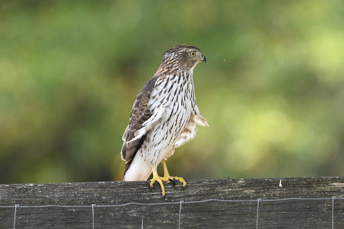 Cooper's Hawk - ML643777504