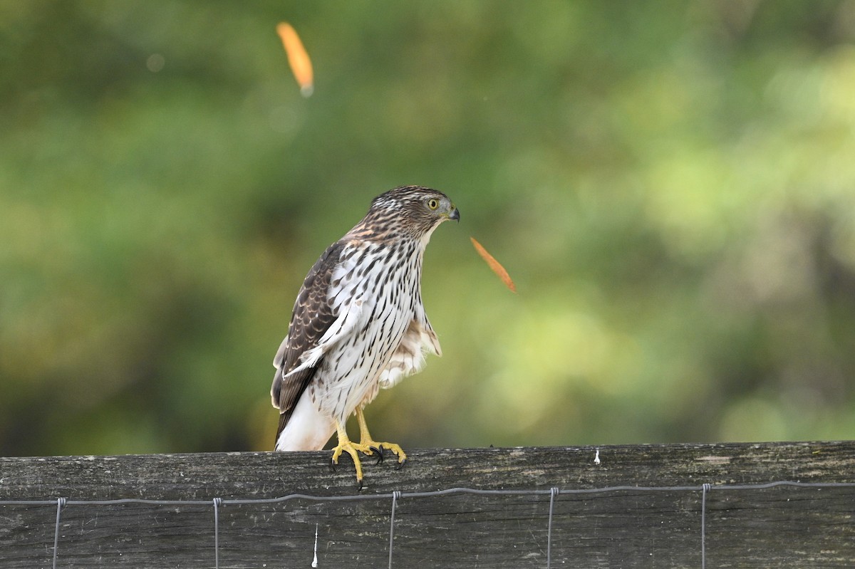Cooper's Hawk - ML643777505