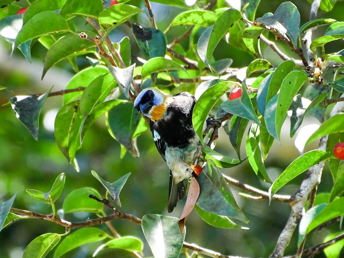 Golden-hooded Tanager - ML643777506