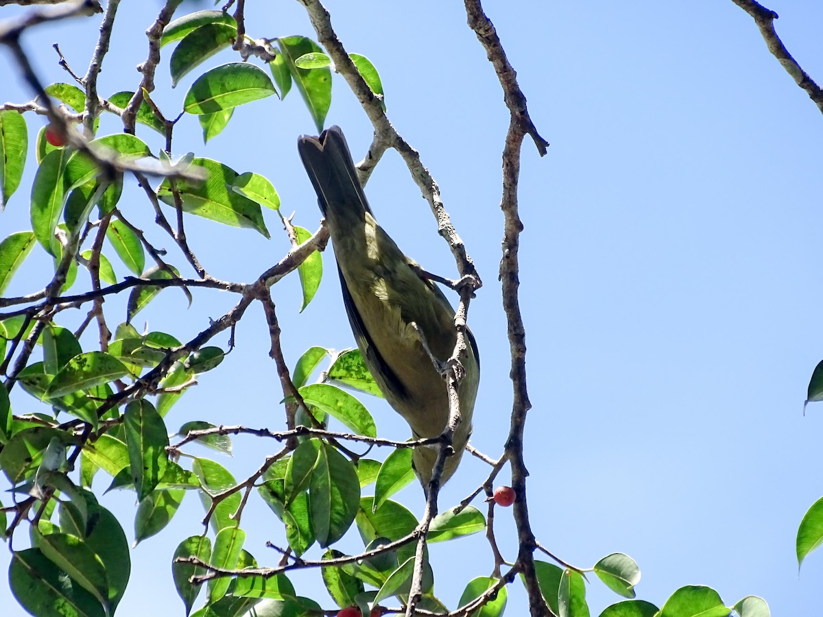 Palm Tanager - ML643777507