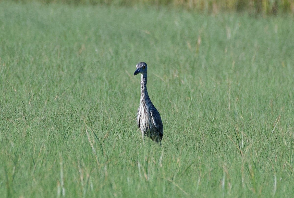 Yellow-crowned Night Heron - ML643777509