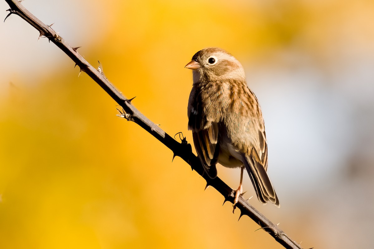 Field Sparrow - ML643777512