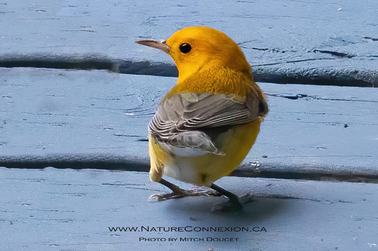 Prothonotary Warbler - ML643777513