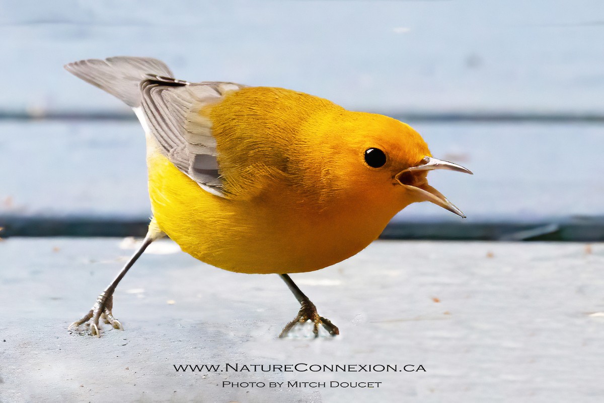 Prothonotary Warbler - ML643777514